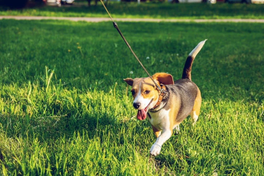 chien qui court en laisse