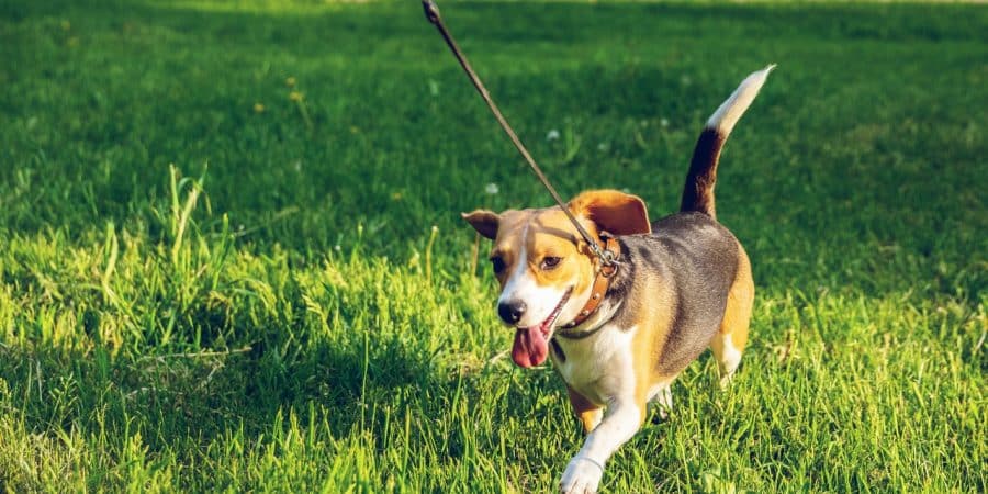 chien qui court en laisse