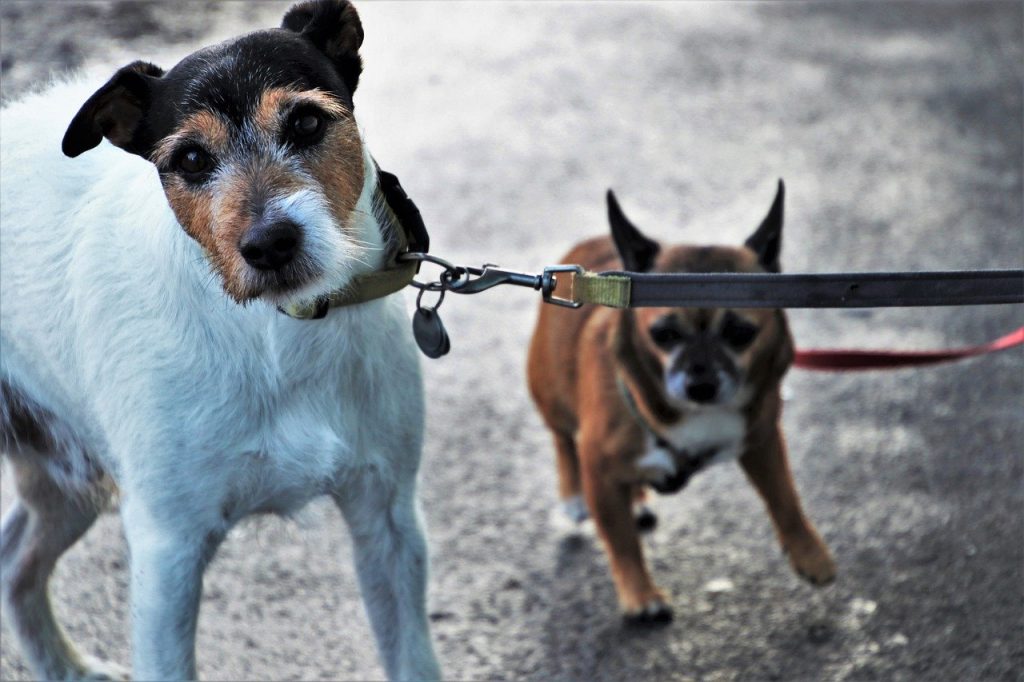 Comment punir un chien ?