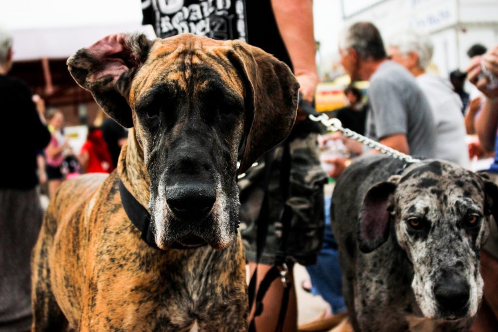 Race de chien Dogue allemand : caractère, prix, éducation, entretien
