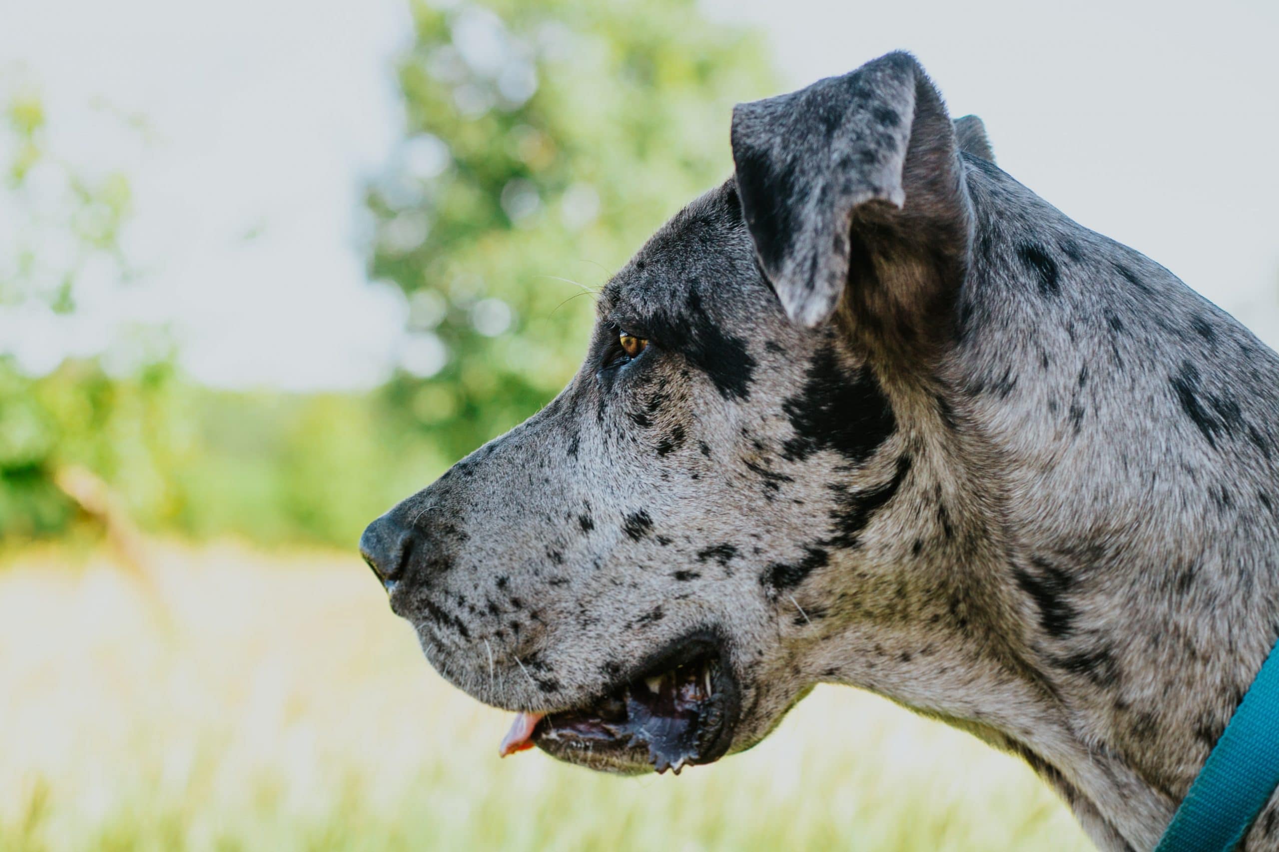 Dogue Allemand Un Chien Doux Aux Allures De Colosse Dog Dog
