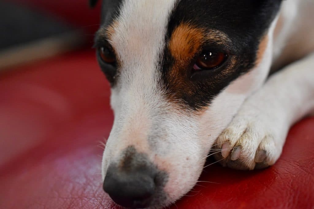 Jack Russel couché