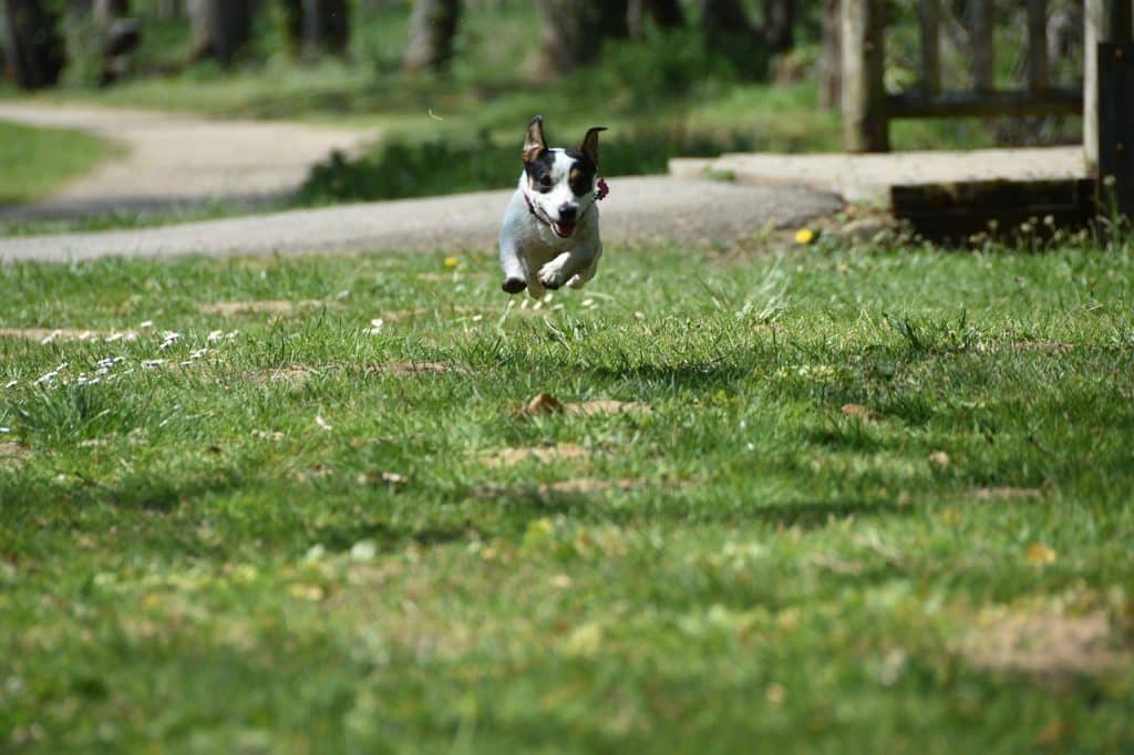 Jack Russel qui court dans un parc