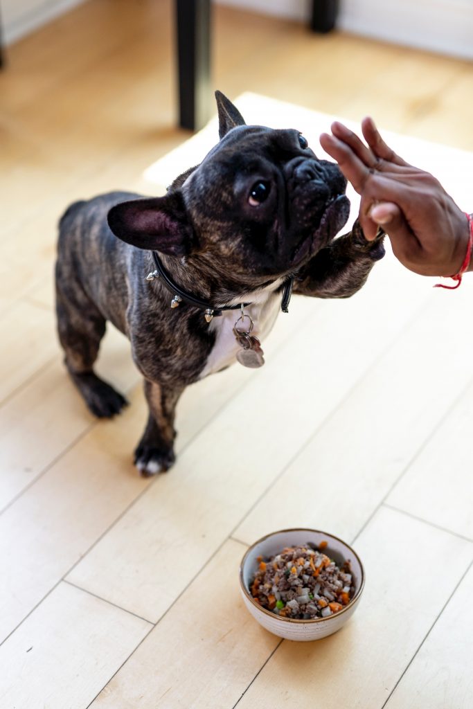 Donner de la pomme de terre à son chien : toxique ou pas ?