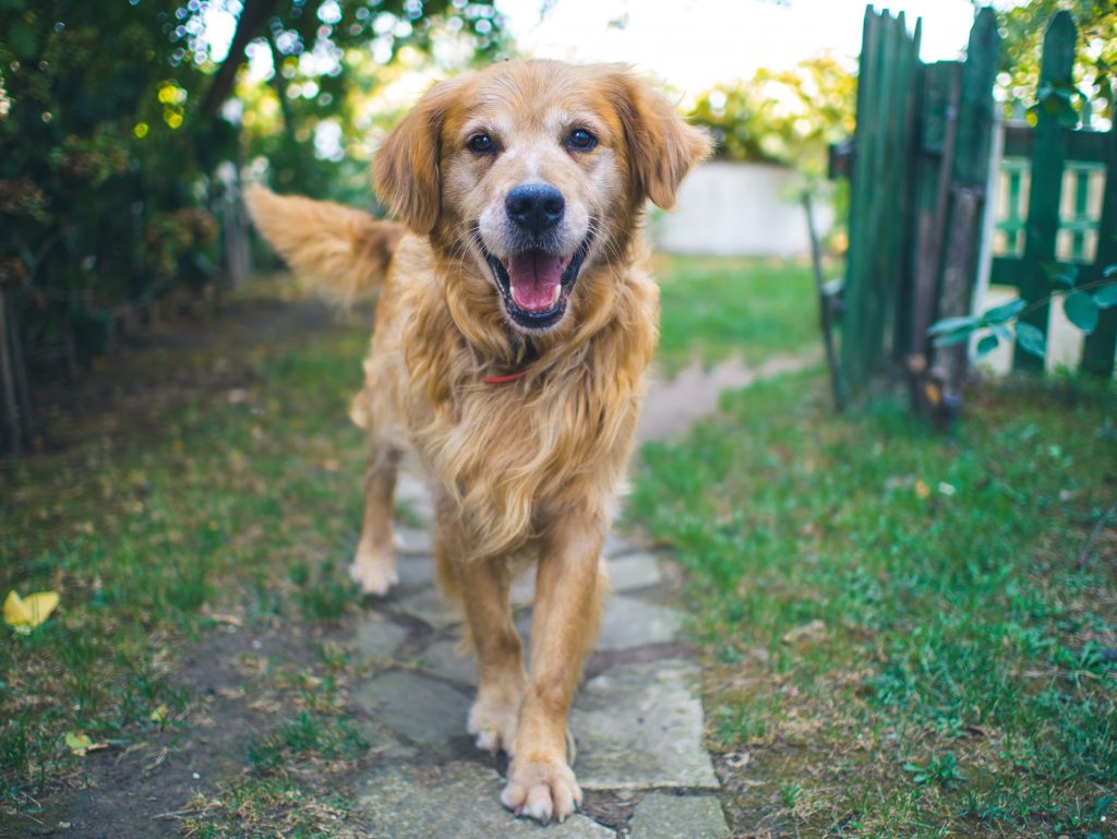 Chien qui aboie : pourquoi ? Quelles solutions ?