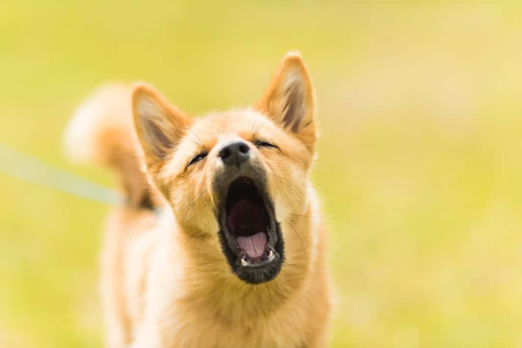 Chien qui aboie : pourquoi ? Quelles solutions ?