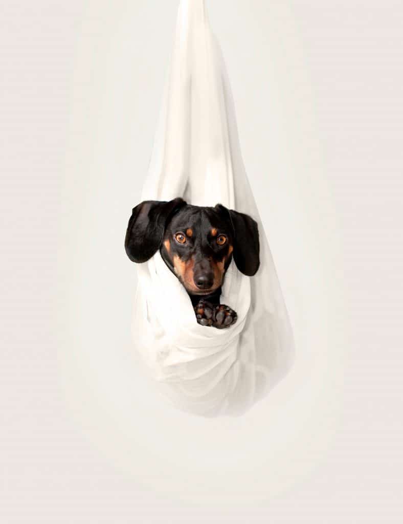 pourquoi un chien tremble