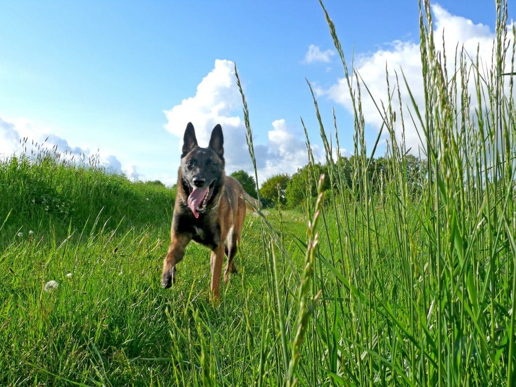 Berger belge malinois