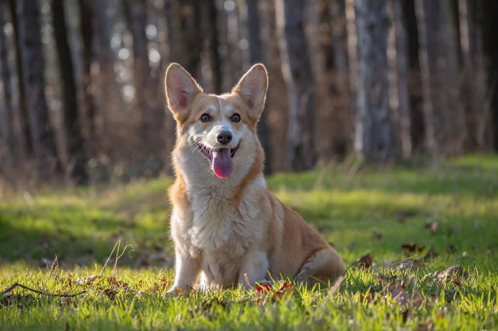 Welsh corgi