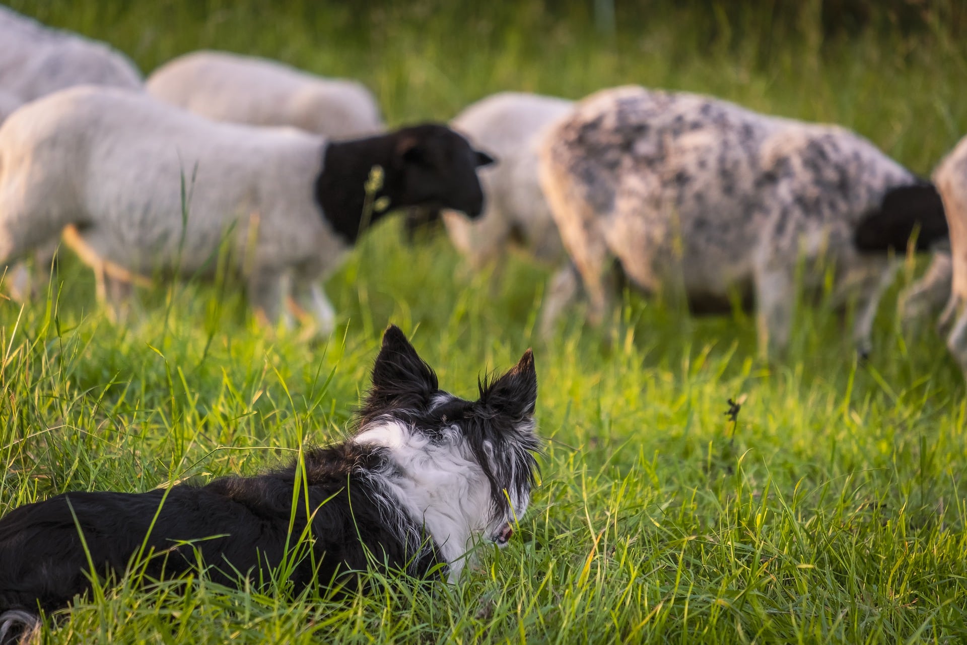 Notre top 10 des races de chiens de berger à connaître Notre top 10 des races de chiens de berger à connaître
