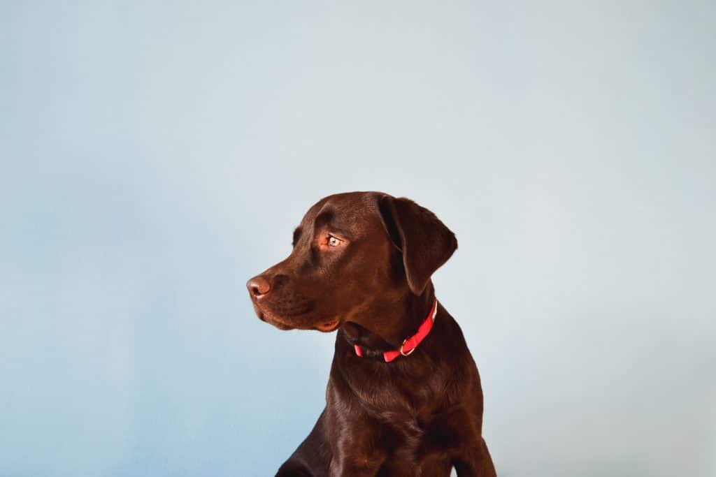 à quel âge un chien est adulte