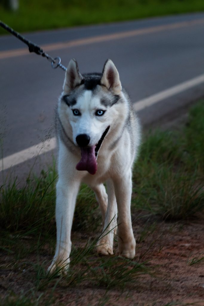 à quel âge un chien est adulte