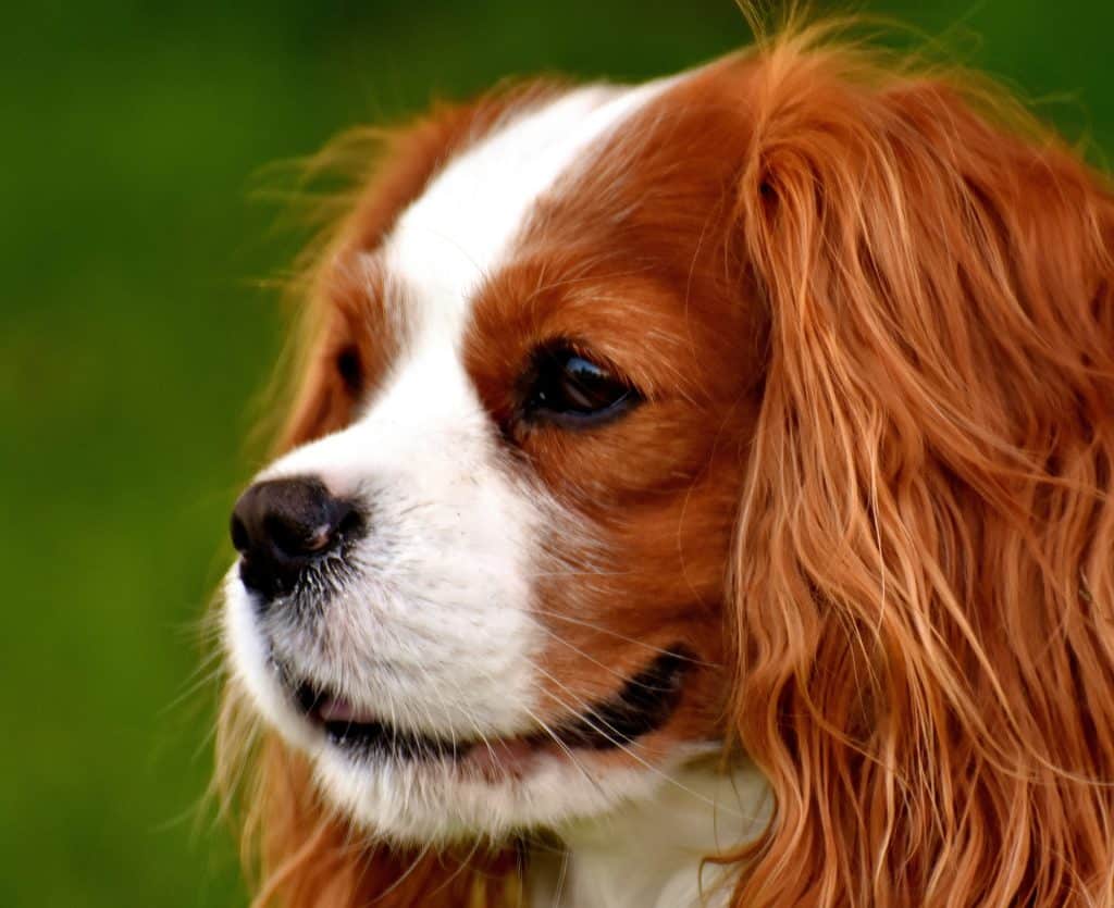 manteau cavalier king charles