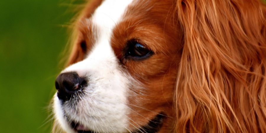 cavalier king charles