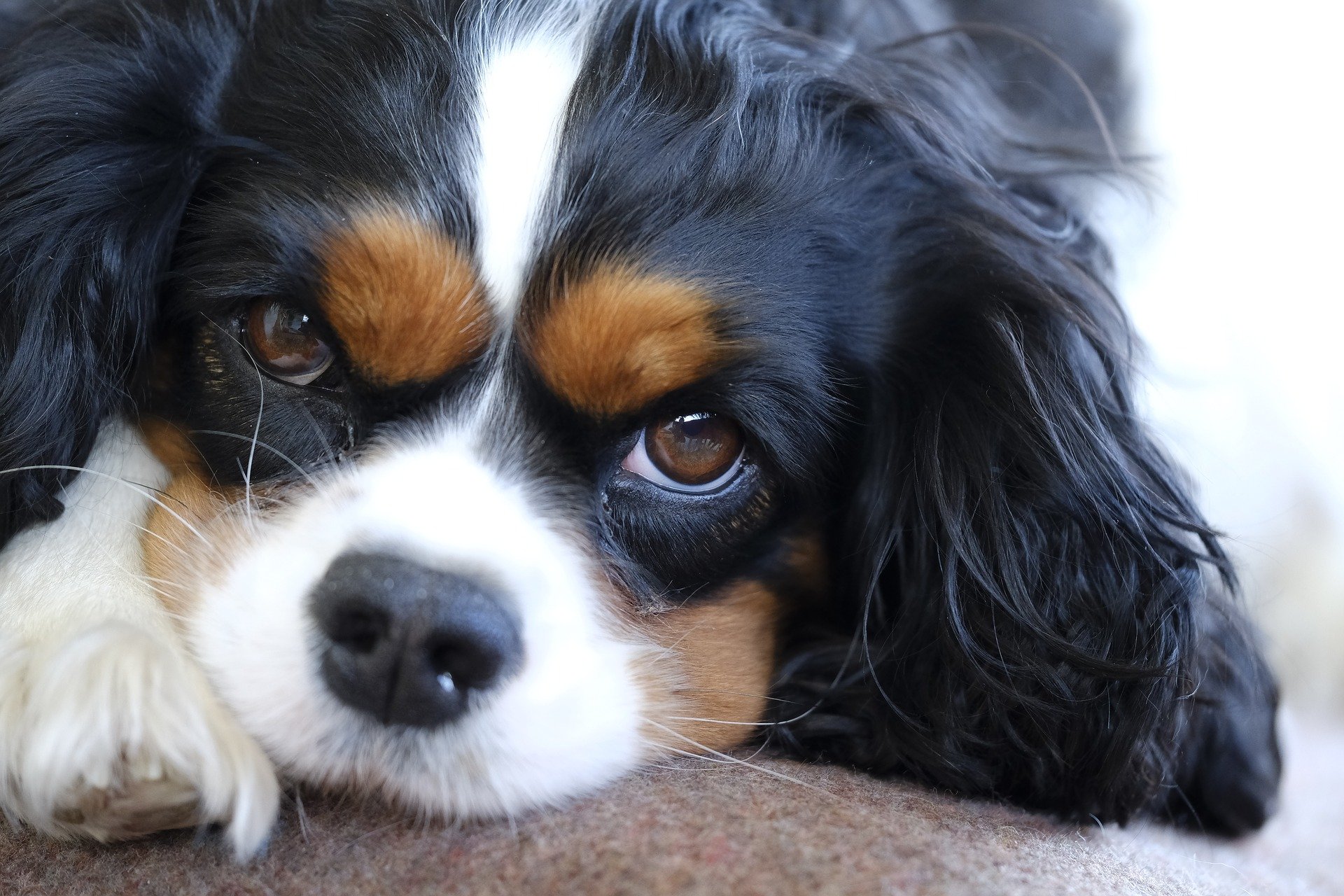 Nom Du Cavalier King Charles Pix
