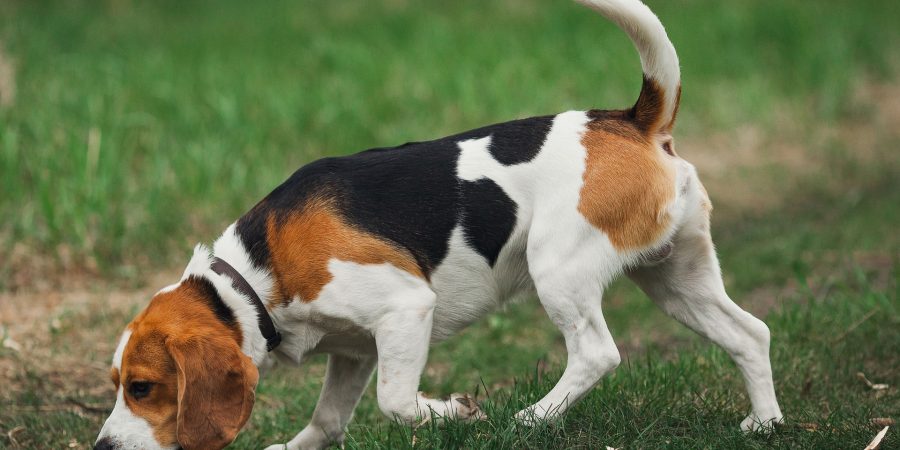 prix d'un beagle