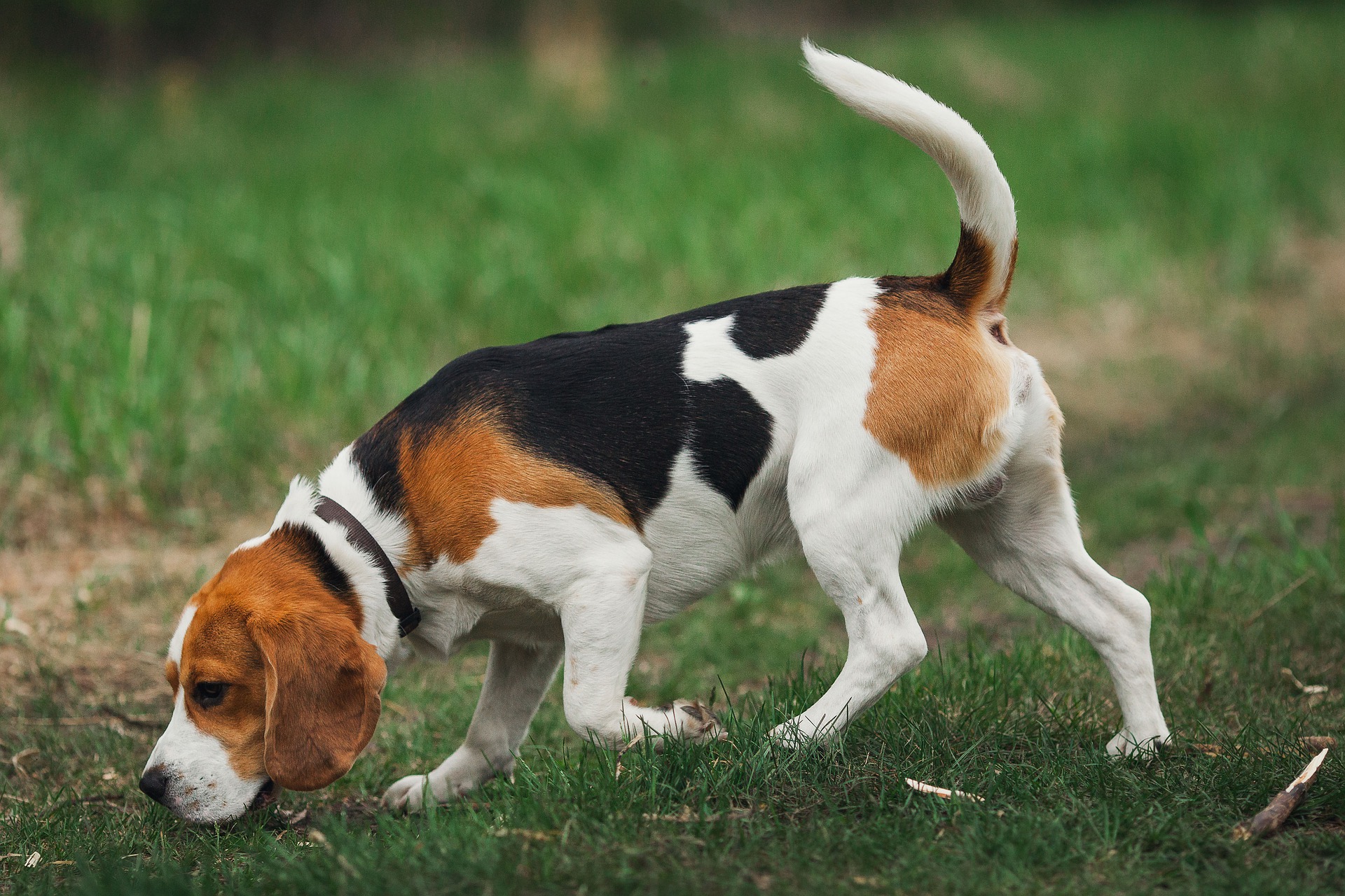 Beagle RENNICOCO Secouant la tête Chien Chanceux Bobbing Head Dash Voiture Chiot pour la décoration de véhicule de Voiture 
