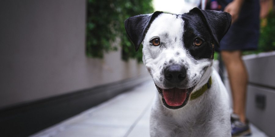 comment apprendre le rappel à son chien