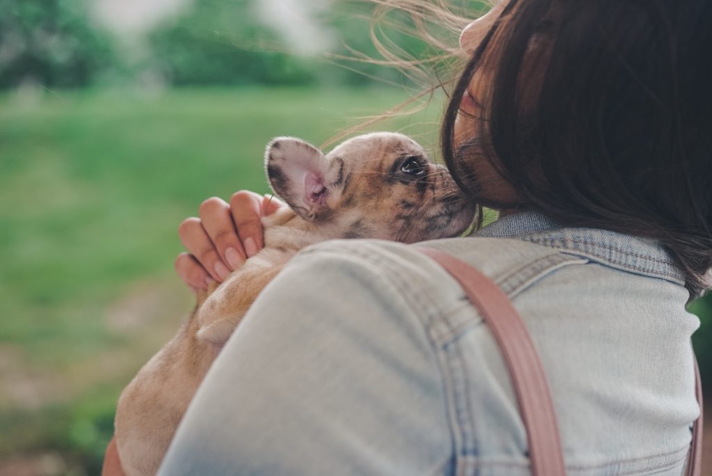 Bouledogue Français : caractère, prix, éducation, entretien