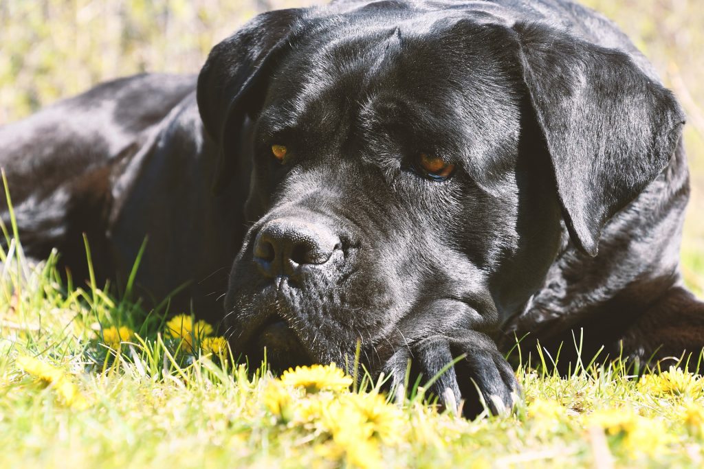 ​Race de chien Cane Corso : caractère, prix, éducation, entretien