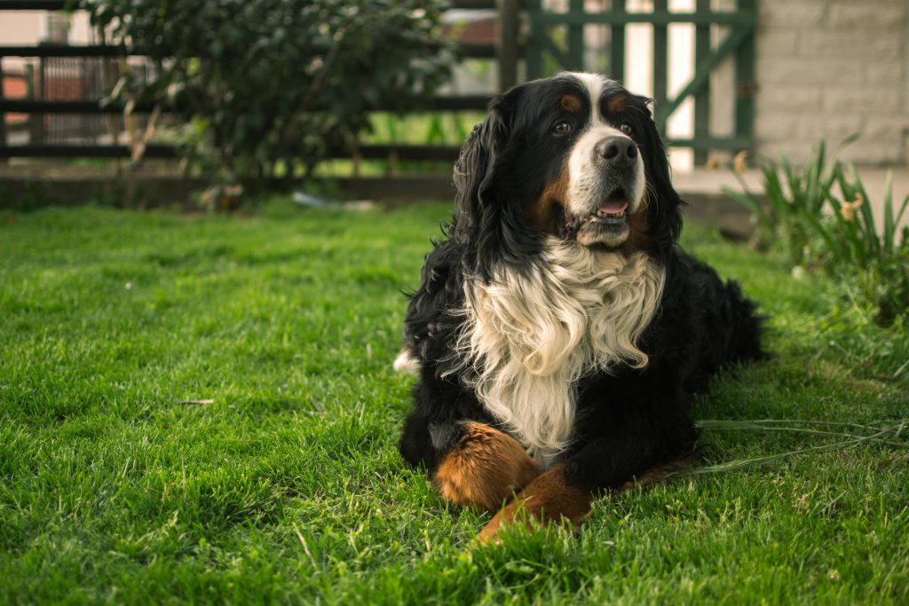 Race de chien Bouvier Bernois : caractère, prix, éducation, entretien