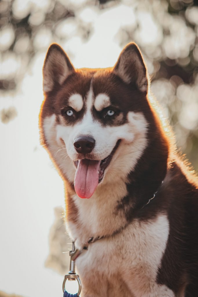 ​Race de chien Husky de Sibérie : caractère, prix, éducation, entretien