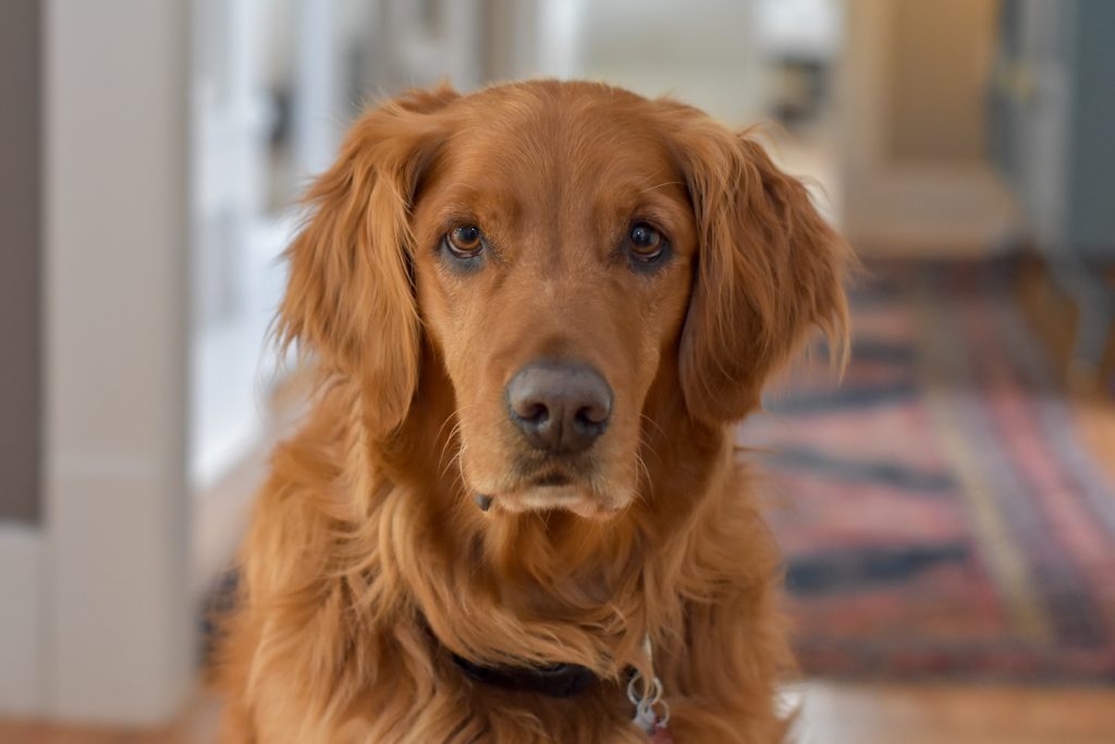 ​Golden Retriever : caractère, prix, éducation, entretien