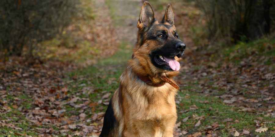 Un berger allemand sur un chemin