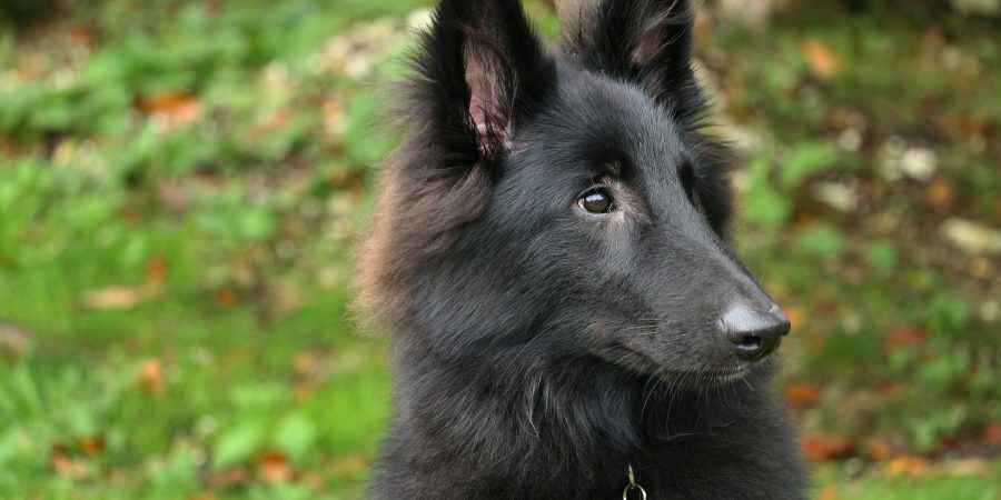 Un berger belge noir à poil long