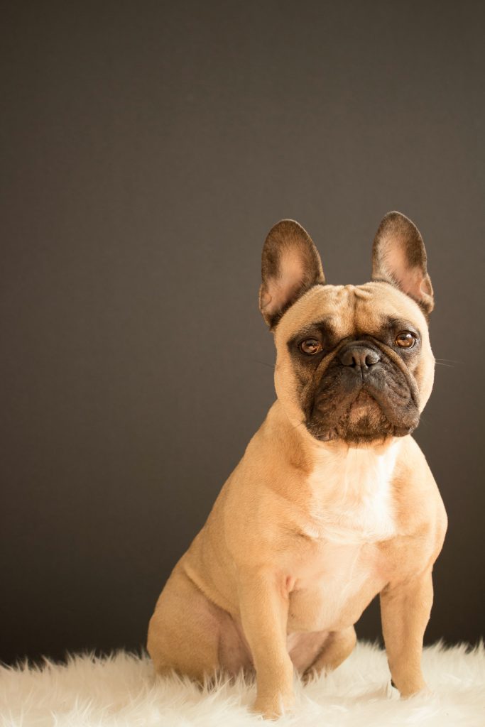 Un bouledogue français assis sur un tapis