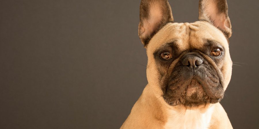 Un bouledogue français assis sur un tapis