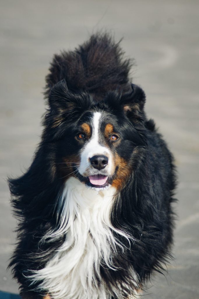 Un bouvier bernois qui court