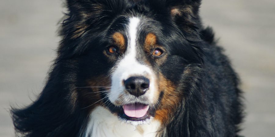 Un bouvier bernois qui court