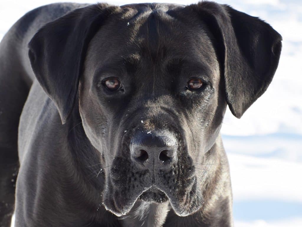 Un cane corso dans la neige