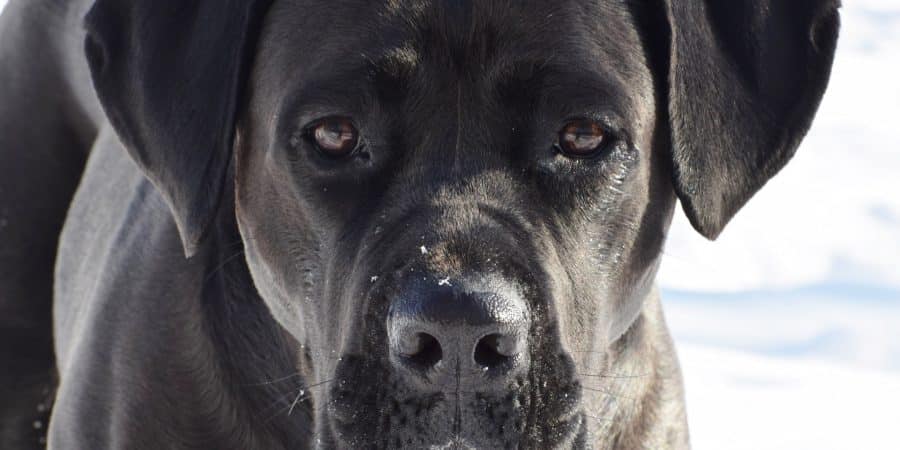 Un cane corso dans la neige