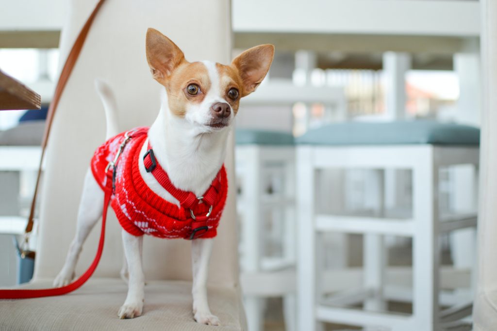 Un chihuahua sur une chaise