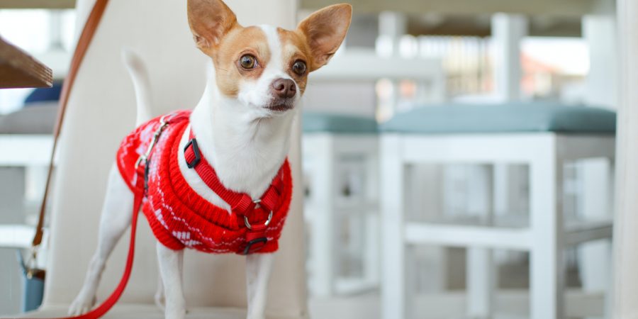 Un chihuahua sur une chaise