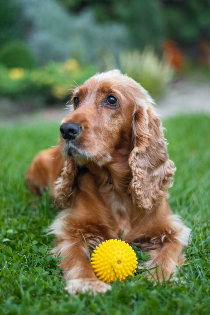 Cocker spaniel anglais dans un jardin