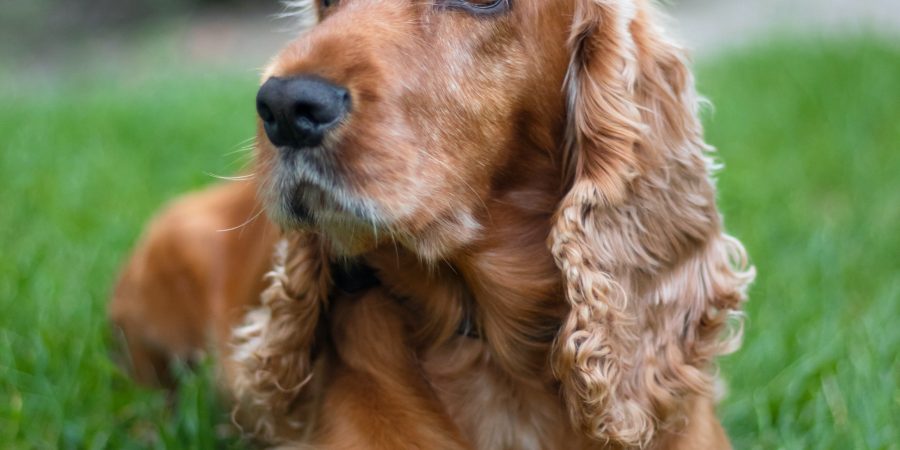 Cocker spaniel anglais dans un jardin