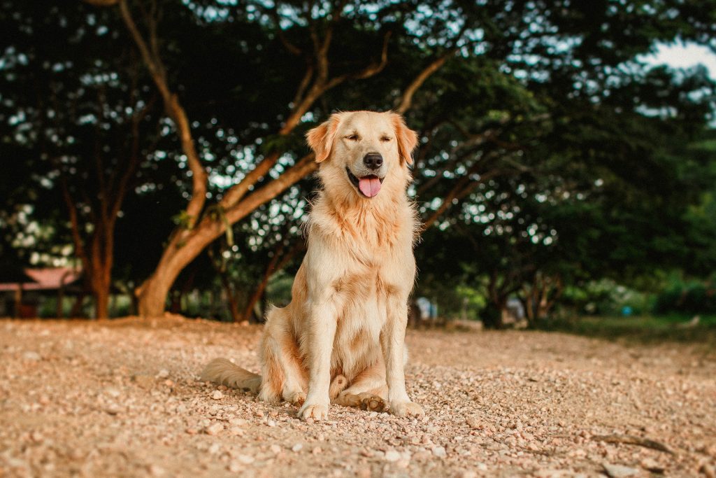 Un golden retriever devant un arbre