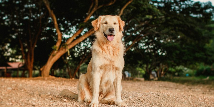 Un golden retriever devant un arbre