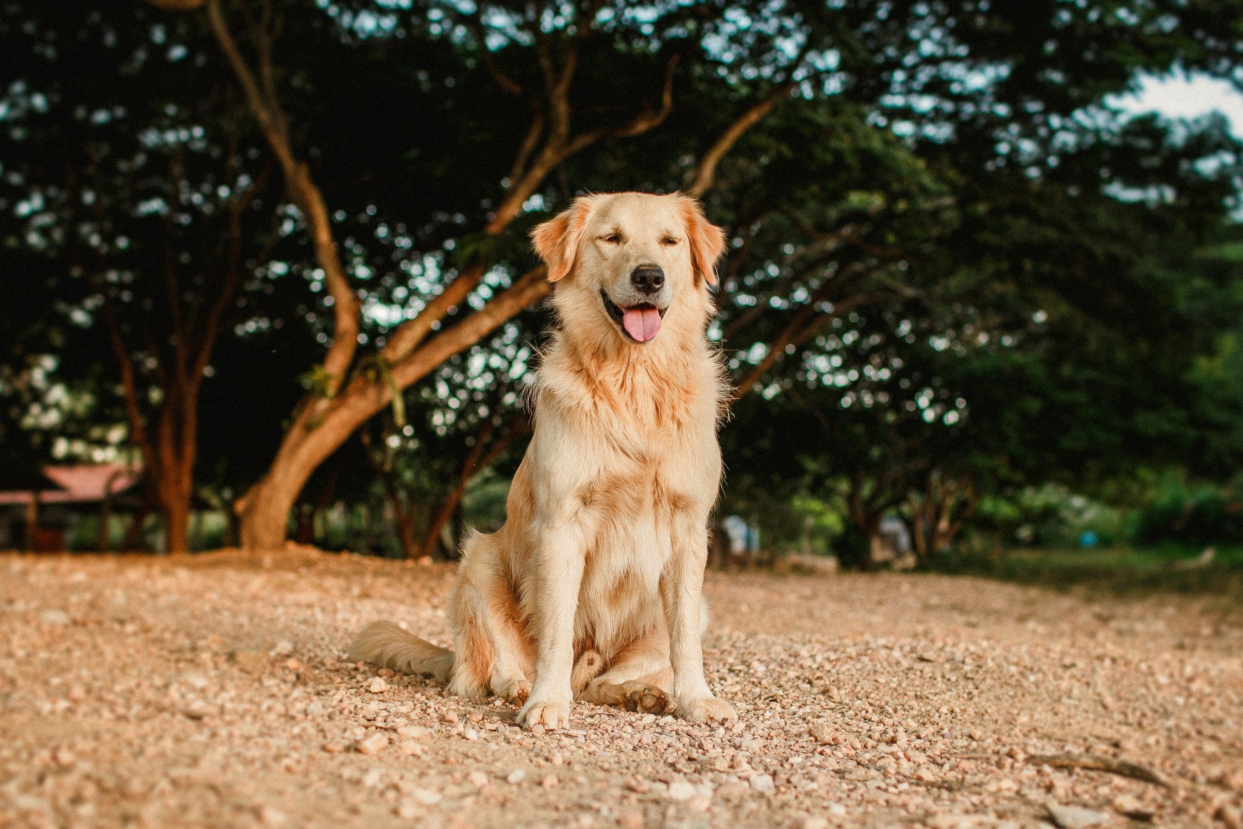 Le golden retriever : le caractère et la fonctionnalité