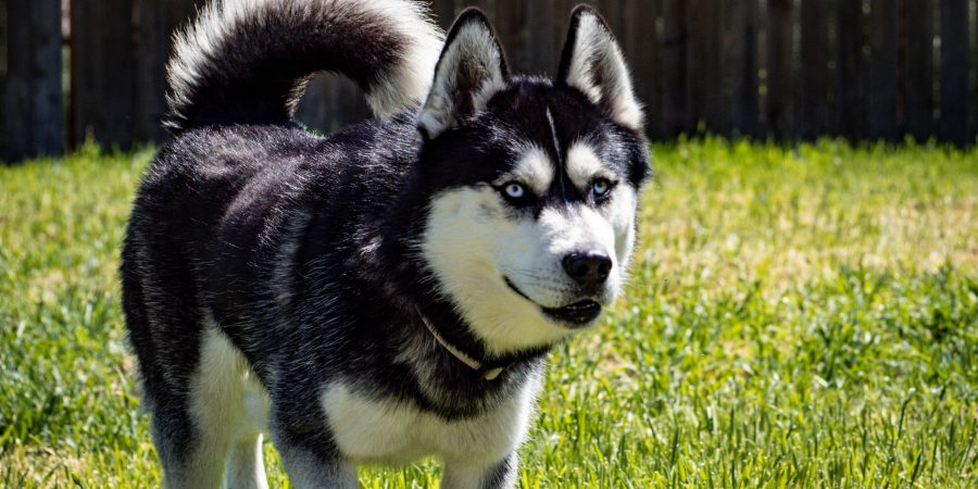 Un husky dans un jardin