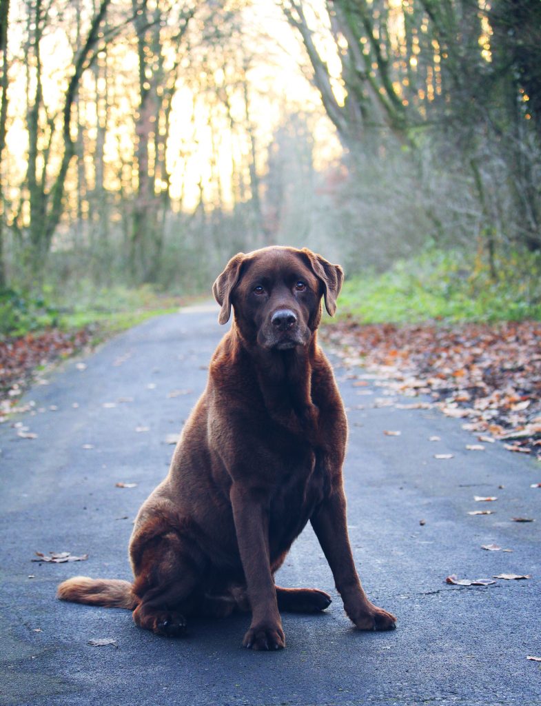 Un labrador marron sur un sentier