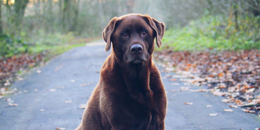 Un labrador marron sur un sentier