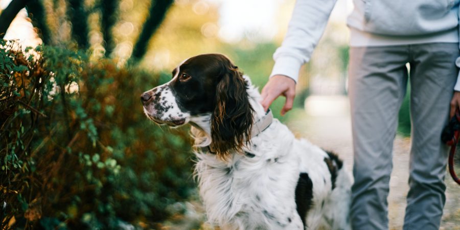 Un setter anglais assis à côté d'une personne