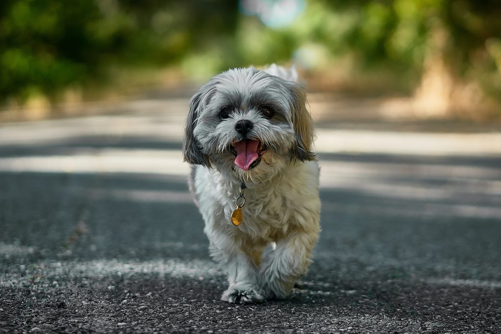 Un shih tzu marchant sur la route