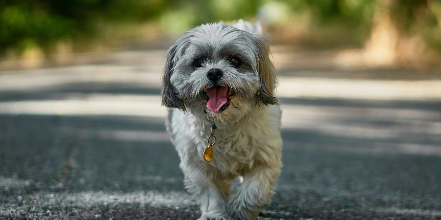 race chien Shih tzu