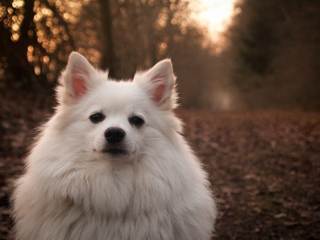 Spitz allemand sur un chemin