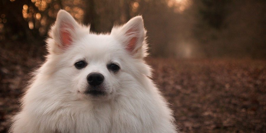 Spitz allemand sur un chemin